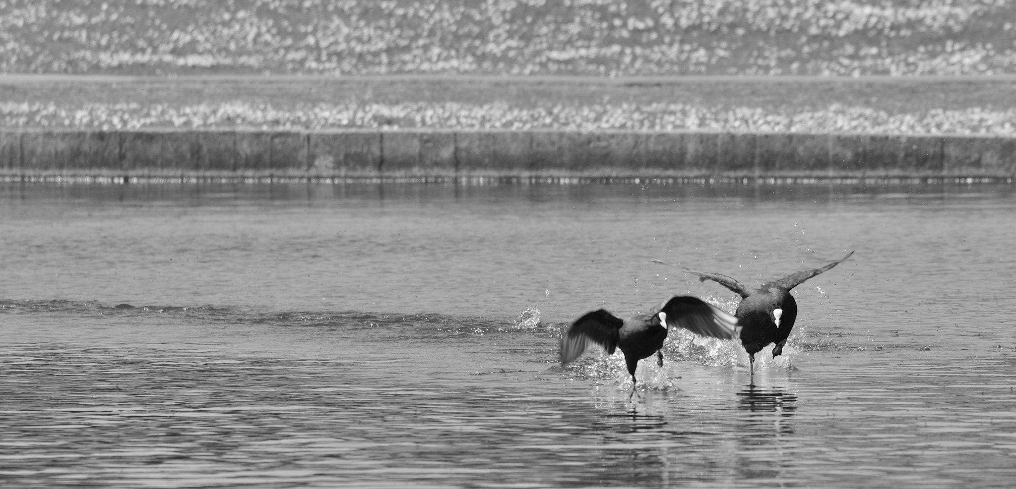 Sigma 150-600mm F5-6.3 DG OS HSM | C sample photo. Running birds photography