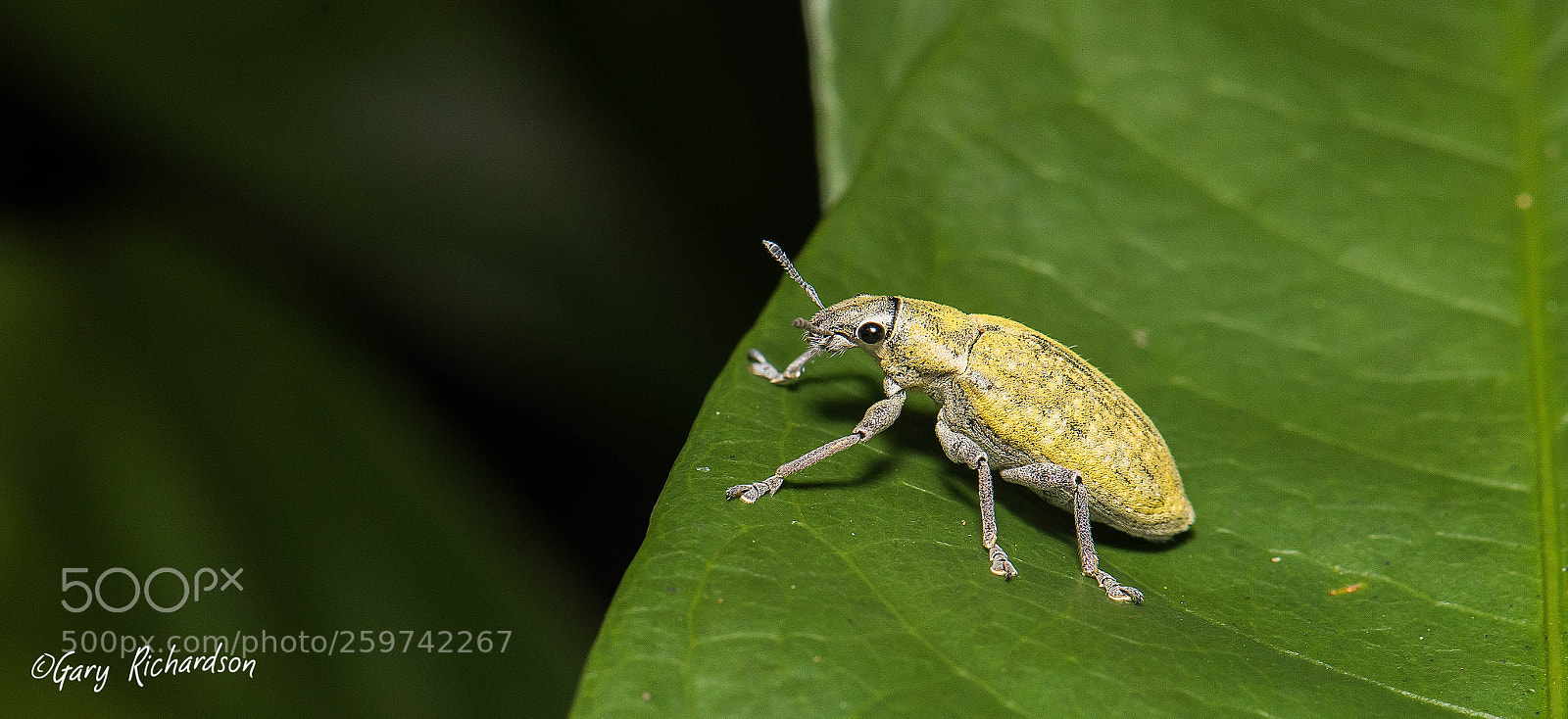 Nikon D810 sample photo. Hypomeces squamosus gold dust photography