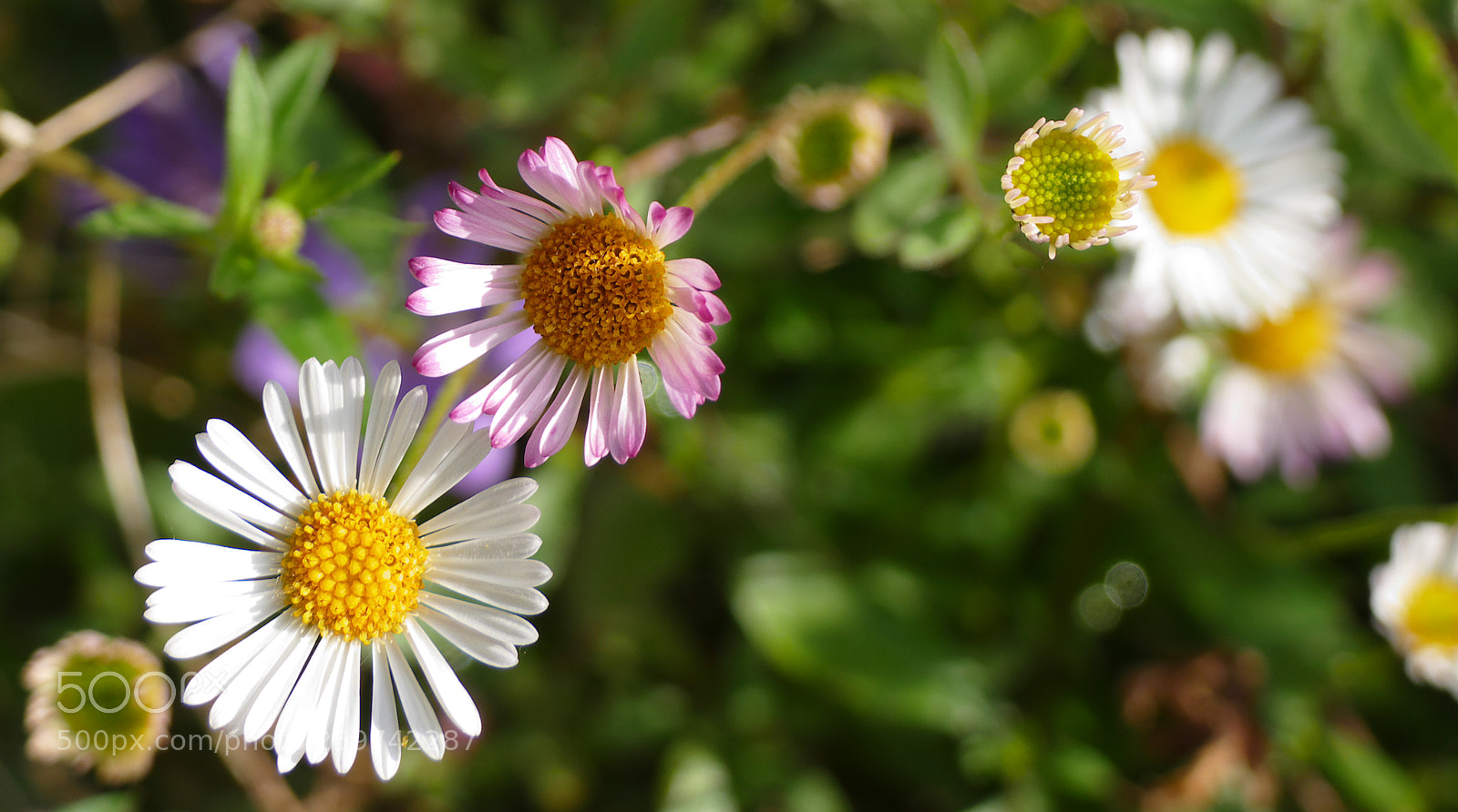 Panasonic Lumix DMC-FZ1000 sample photo. An array of daisies photography