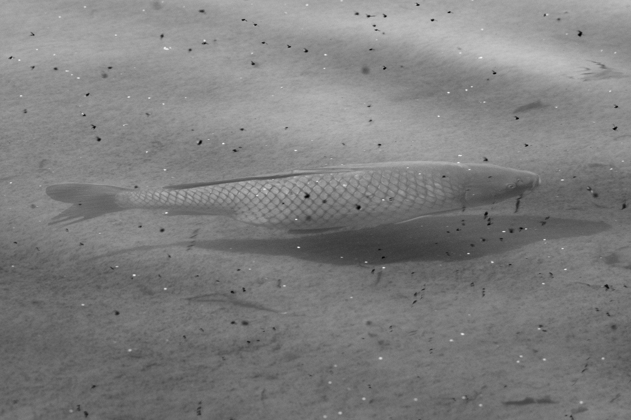 Sigma 150-600mm F5-6.3 DG OS HSM | C sample photo. Fish photography