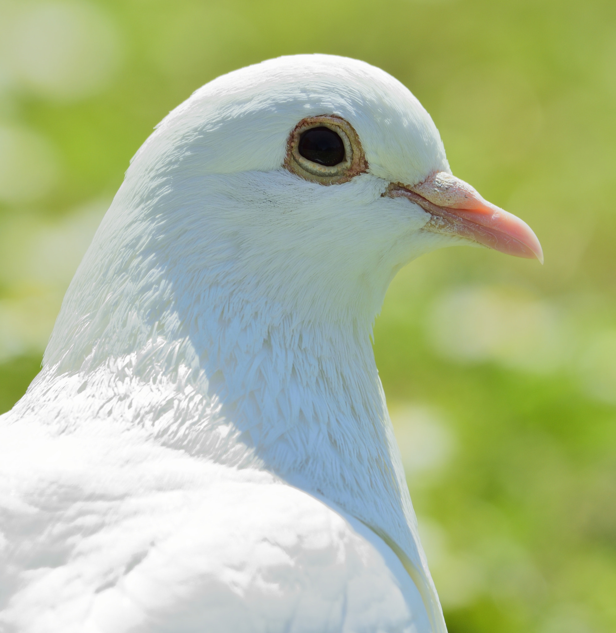 Nikon D3300 + Sigma 150-600mm F5-6.3 DG OS HSM | C sample photo. Dove photography