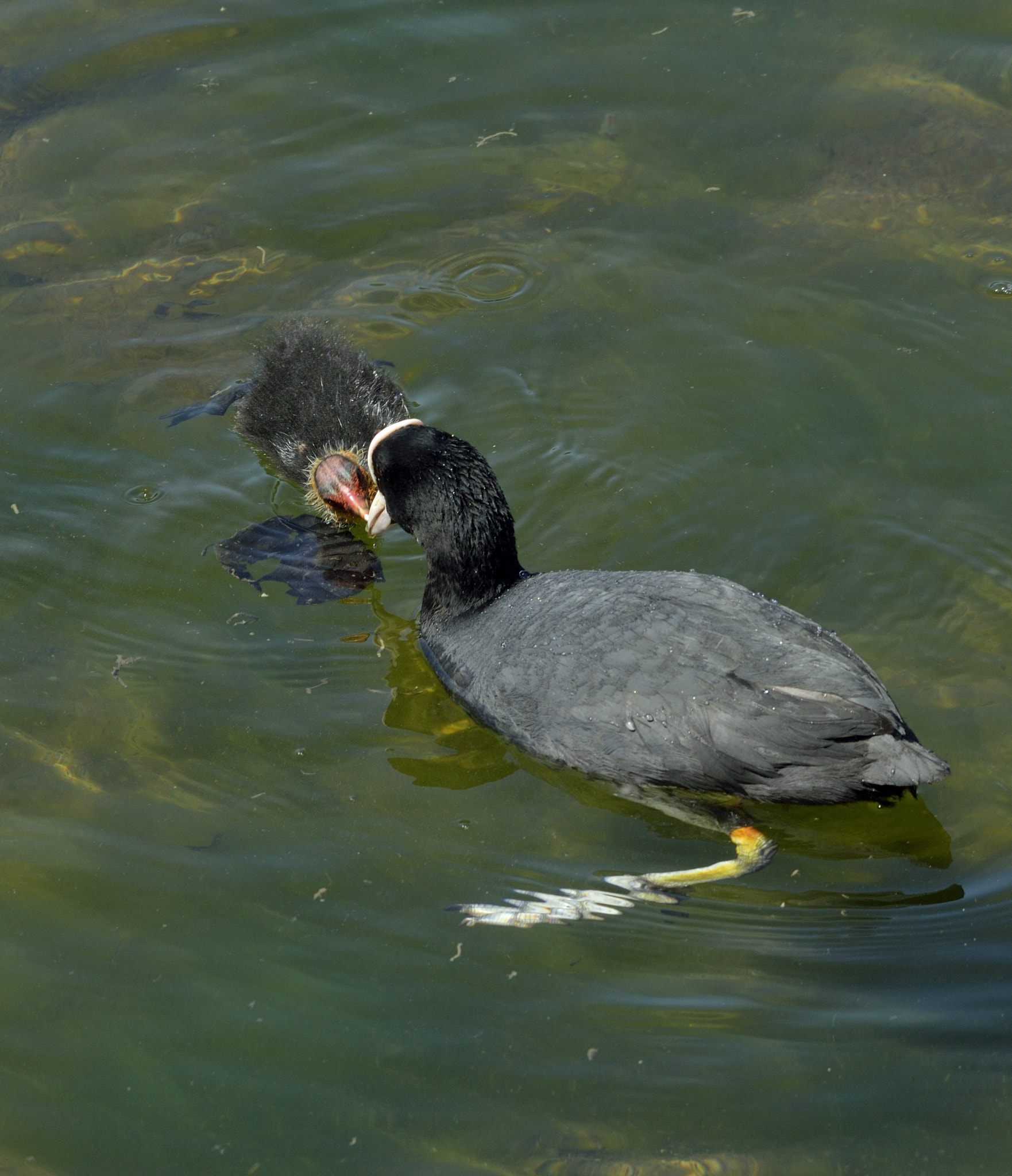 Nikon D3300 + Sigma 150-600mm F5-6.3 DG OS HSM | C sample photo. Feeding photography