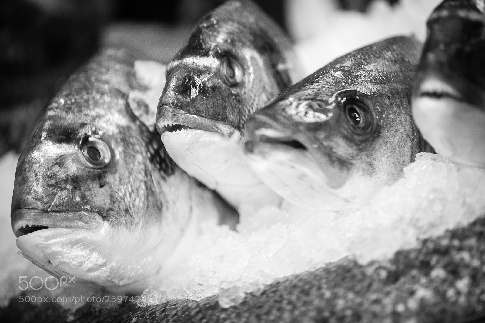 Fujifilm X-T2 sample photo. Fish photography
