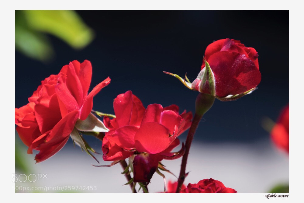 Nikon D5300 sample photo. A red red rose photography