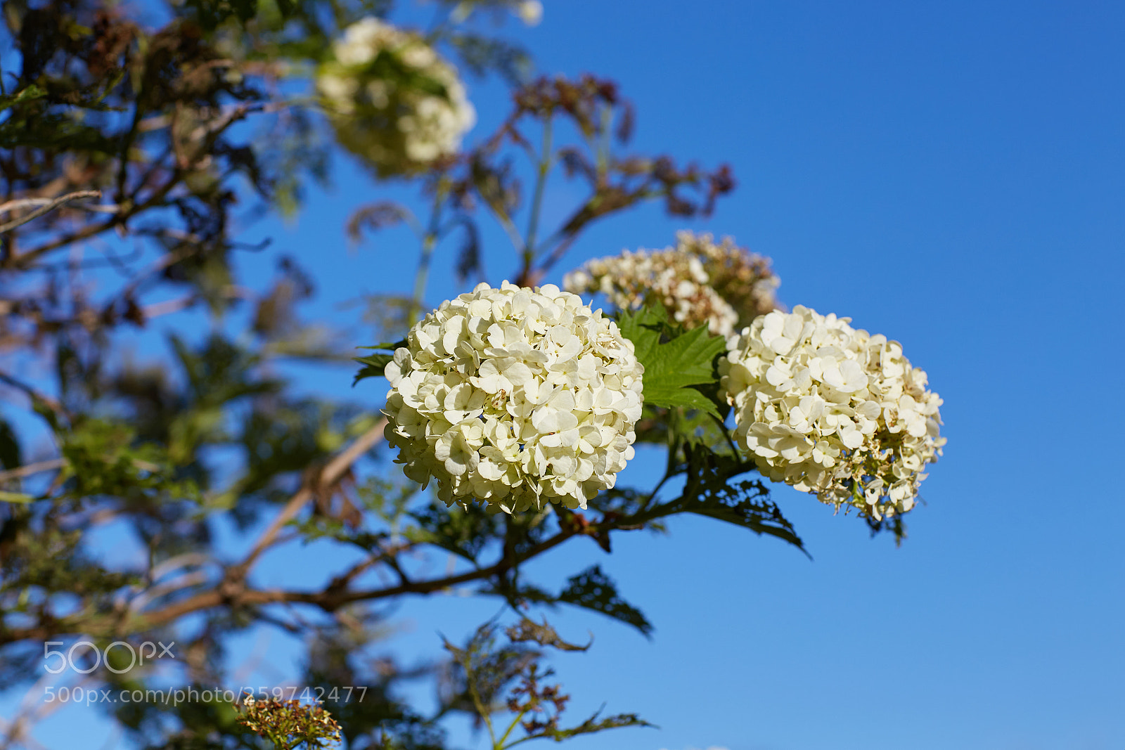 Canon EOS 6D sample photo. Spring photography