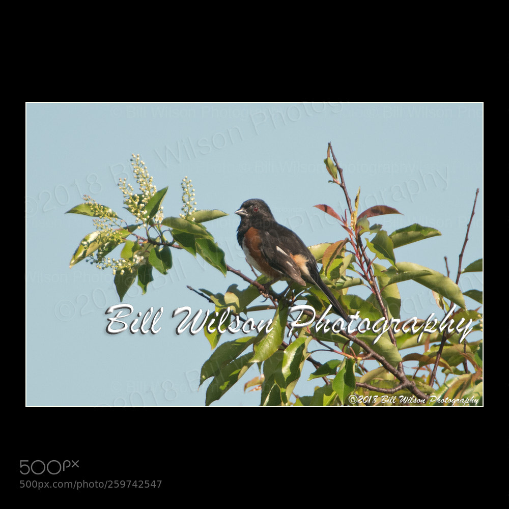 Nikon D500 sample photo. Eastern towhee photography