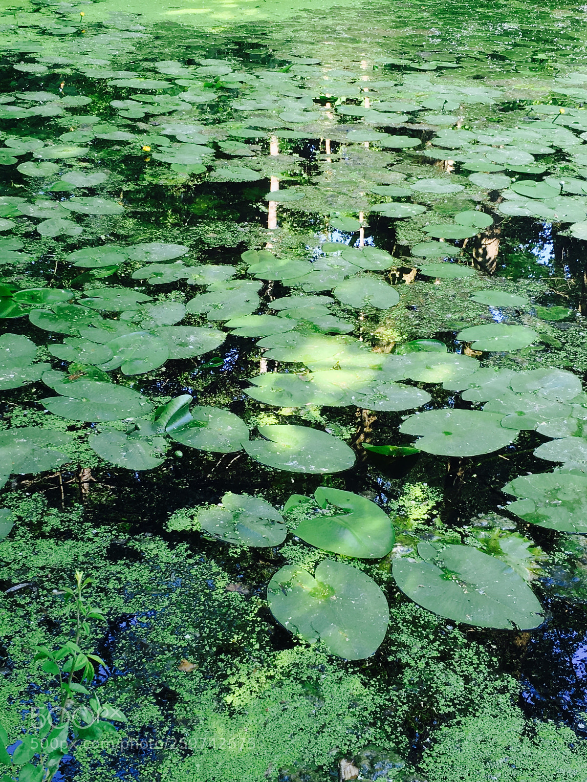 Apple iPhone 6s sample photo. Pond with lily photography