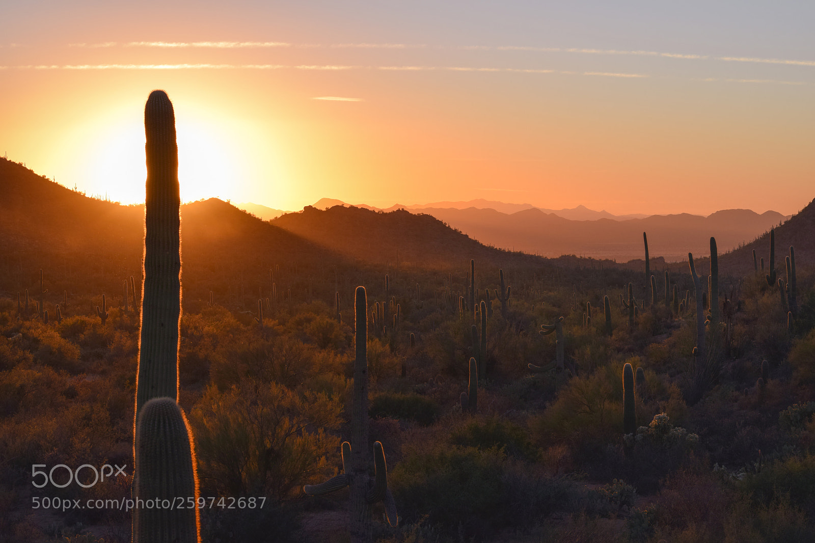 Nikon D5300 sample photo. Saguaro national park photography