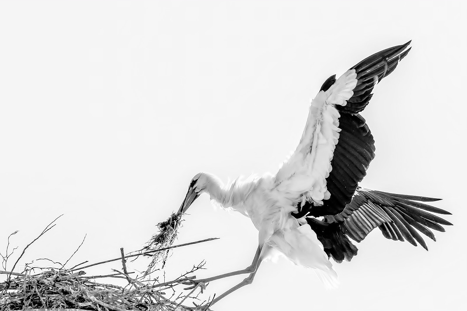 Nikon D500 sample photo. Stork photography