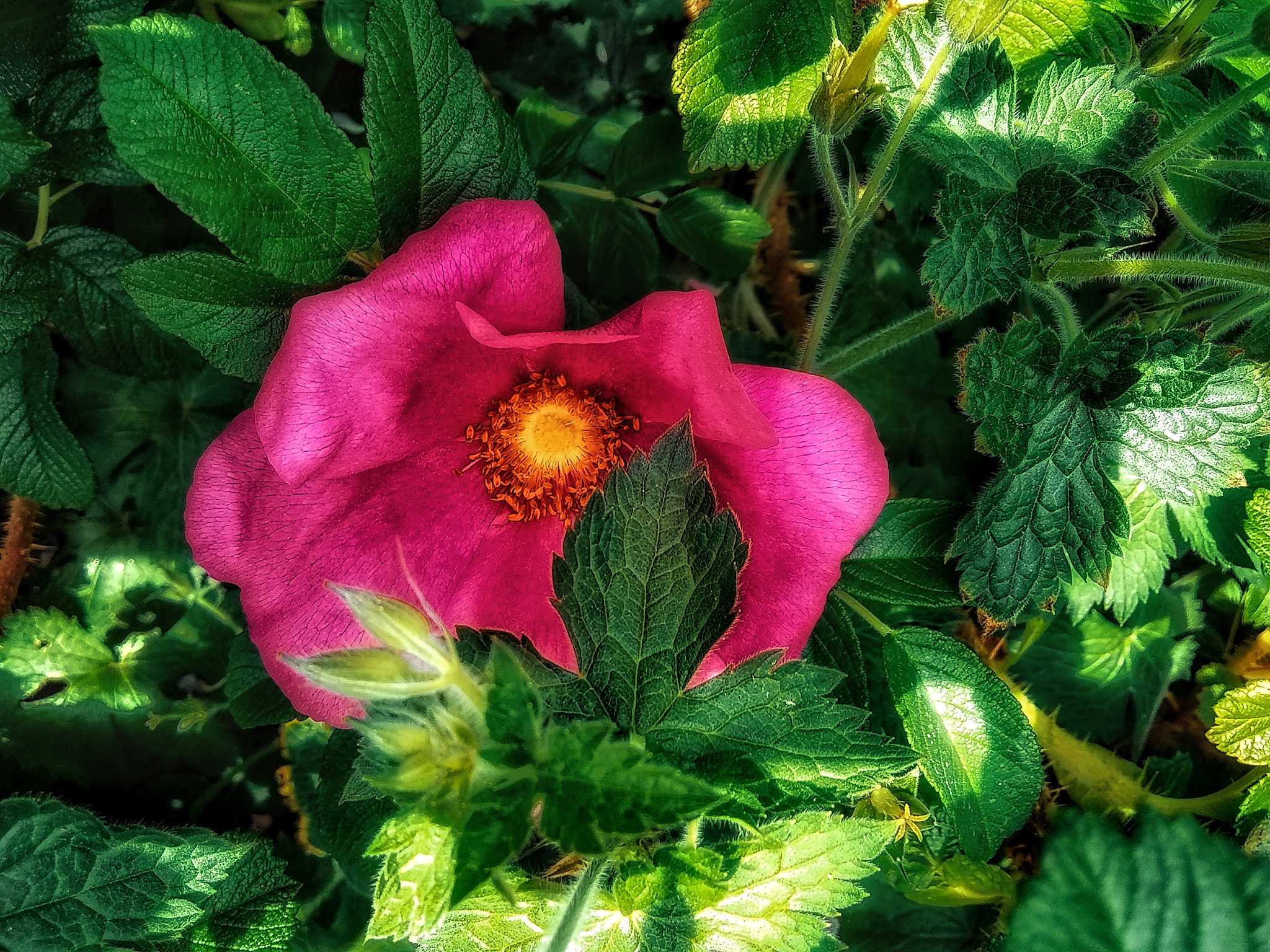 Motorola Moto E4 sample photo