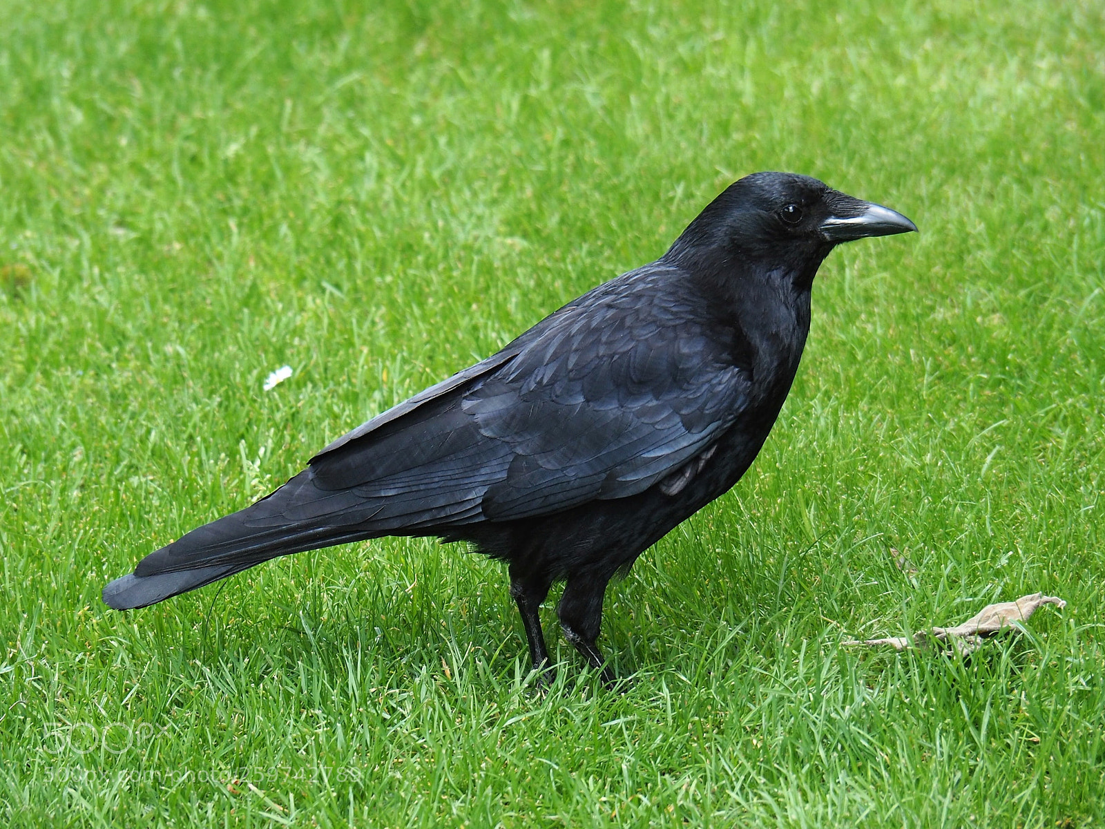 Olympus OM-D E-M5 II sample photo. Corvus corax - common photography