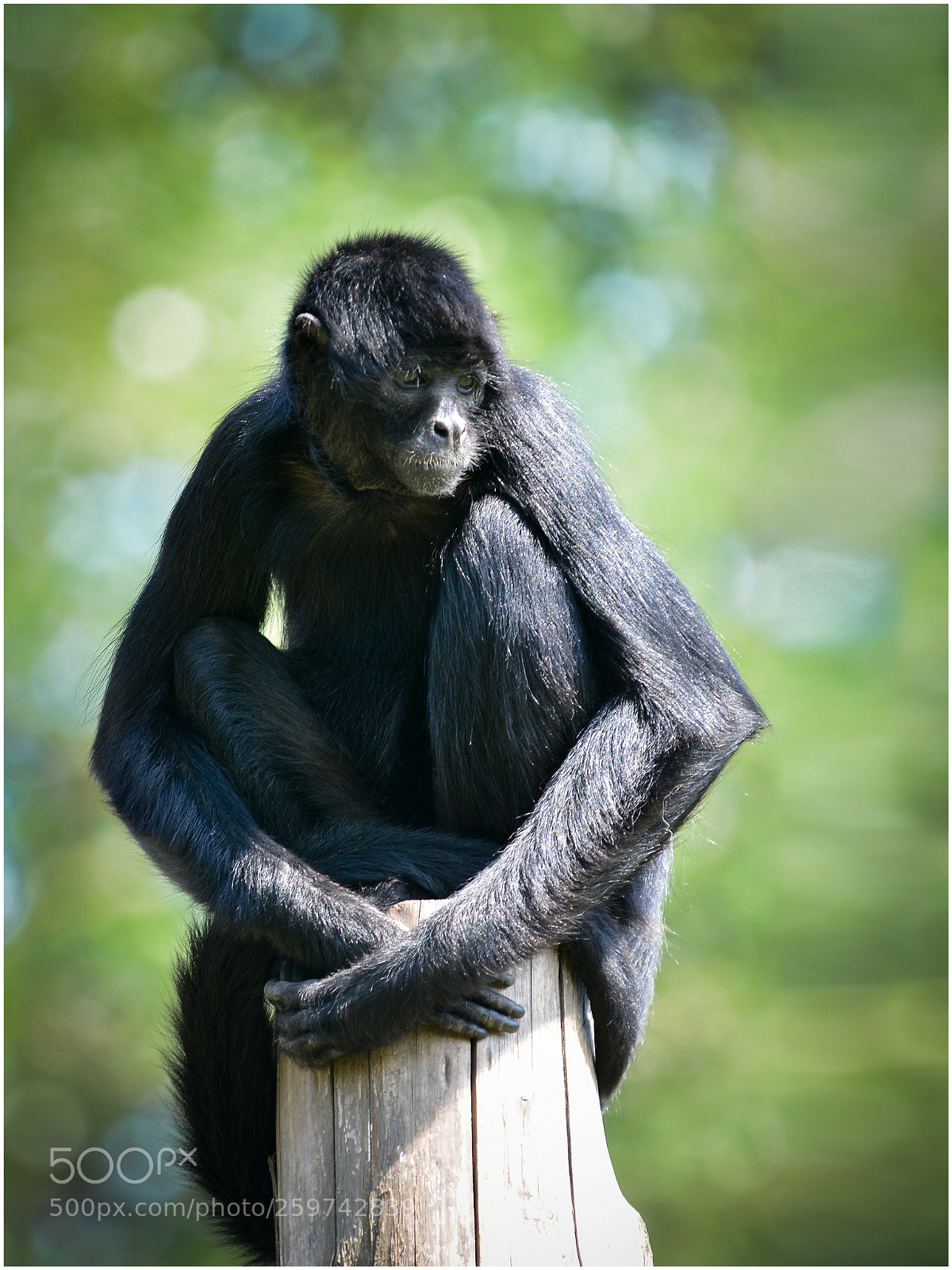 Nikon D7100 sample photo. Zoo images photography