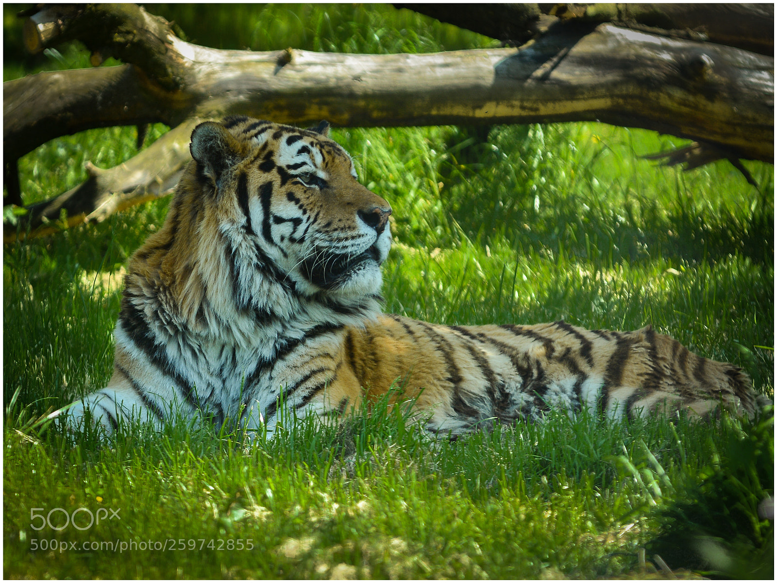 Nikon D7100 sample photo. Zoo images photography