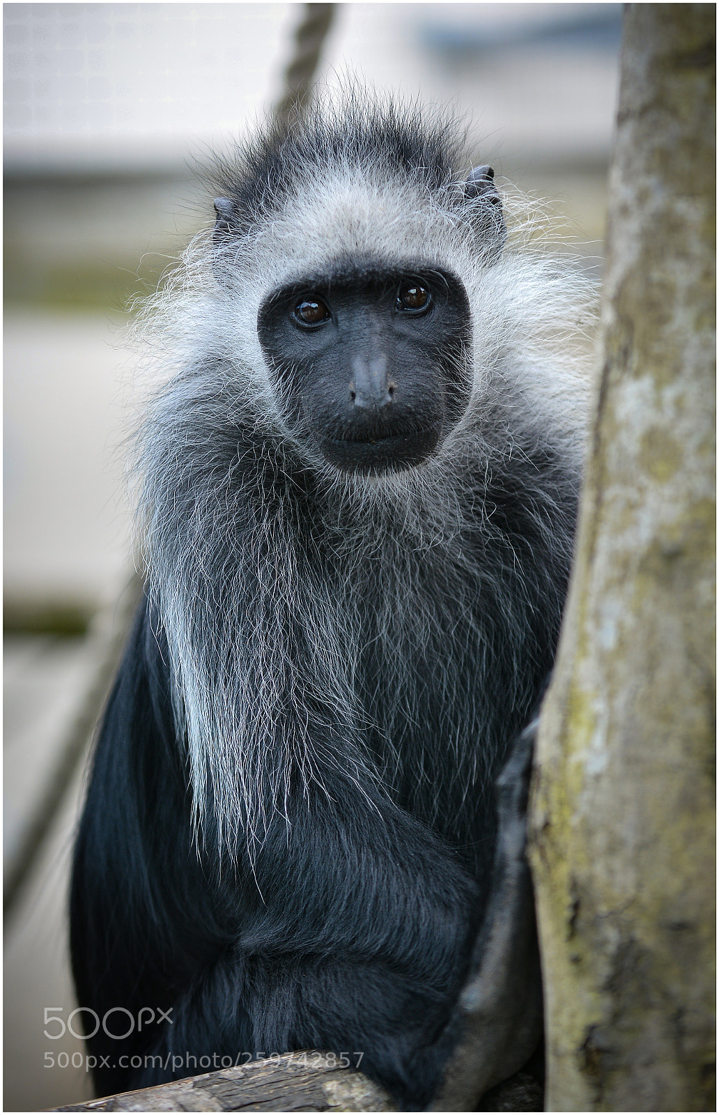 Nikon D7100 sample photo. Zoo images photography