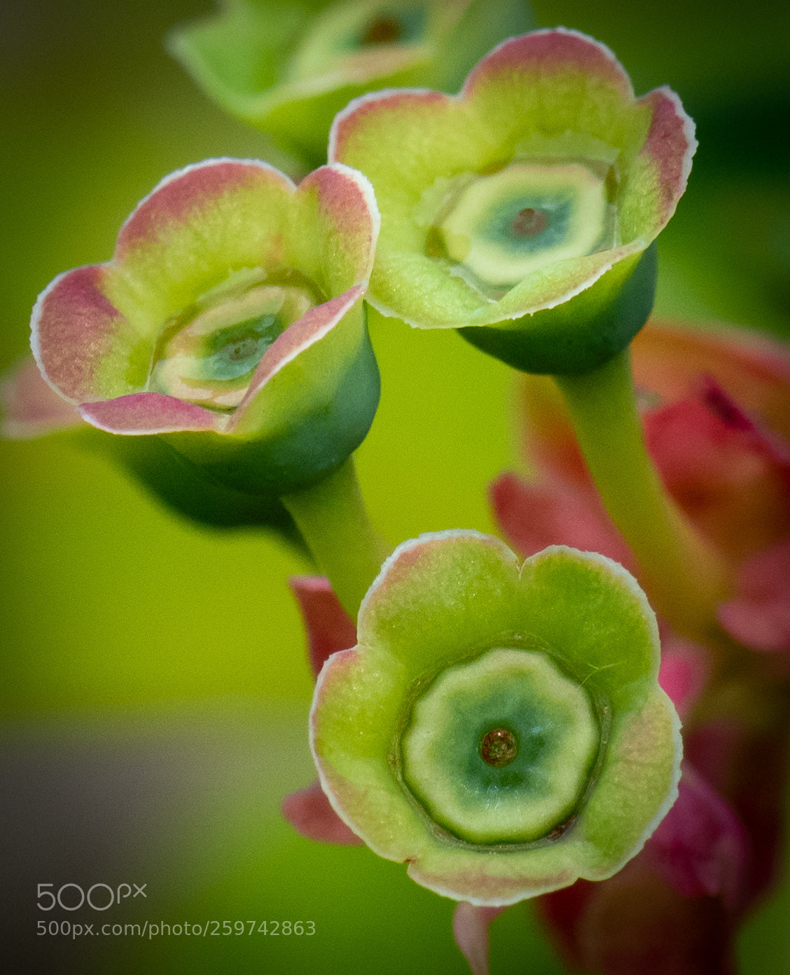 Nikon D810 sample photo. Blueberry photography