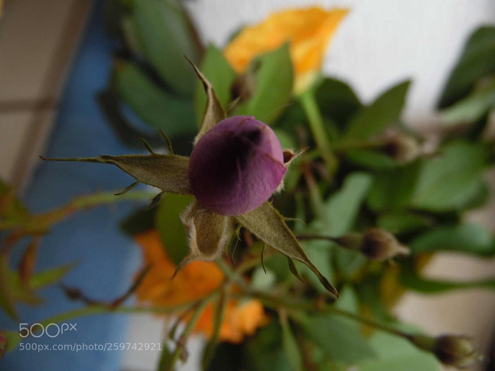 Samsung WB1100F/WB1101F/WB1102F sample photo. "abre" photography
