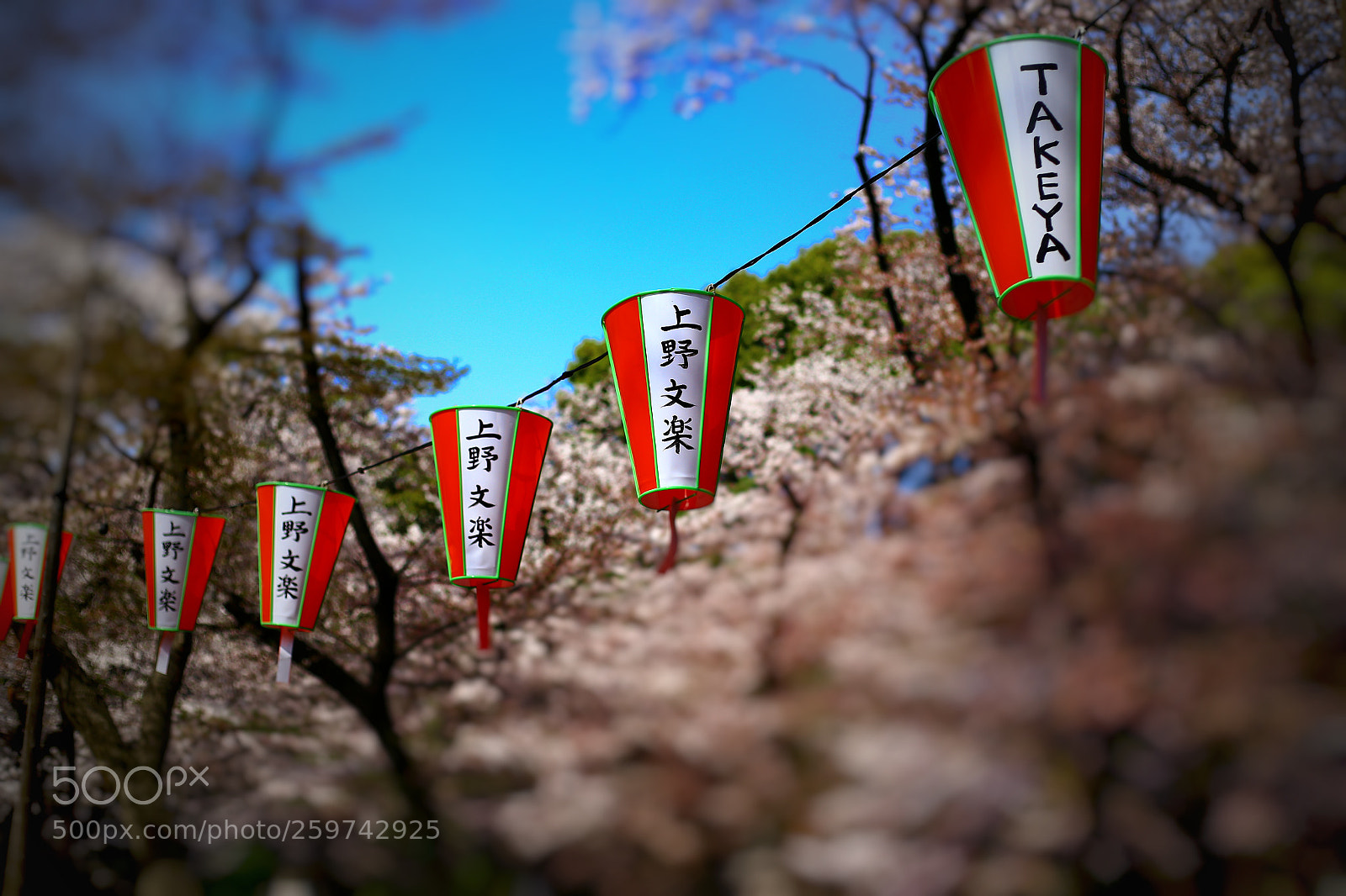 Canon EOS 6D sample photo. Sakura photography