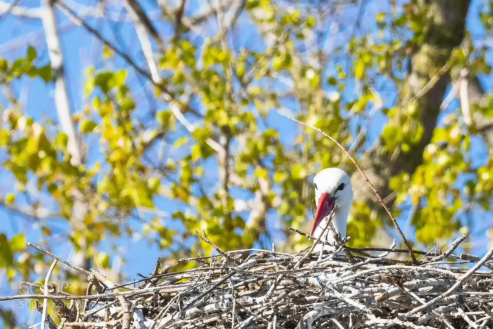 Nikon D500 sample photo. Stork in his nest photography
