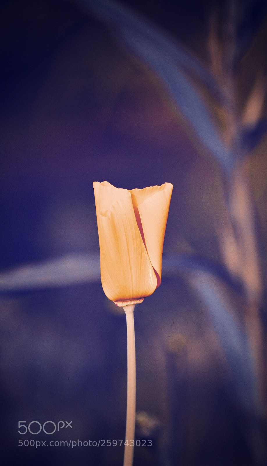 Canon EOS 7D sample photo. Img photography
