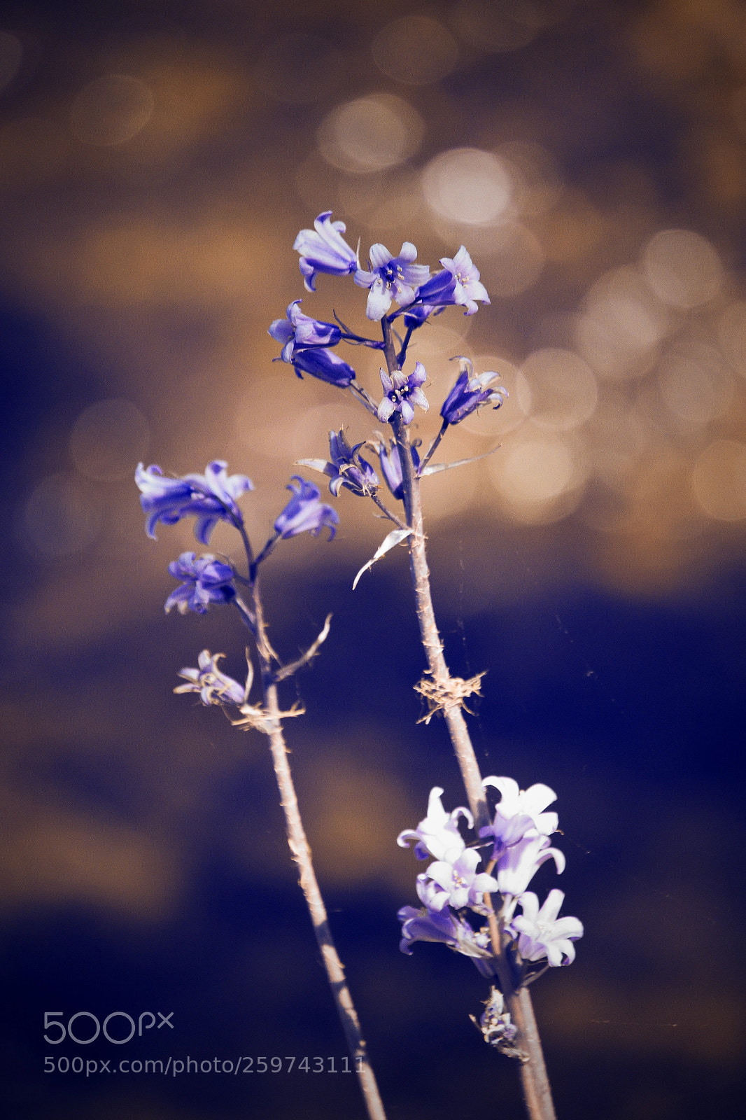 Canon EOS 7D sample photo. Img photography