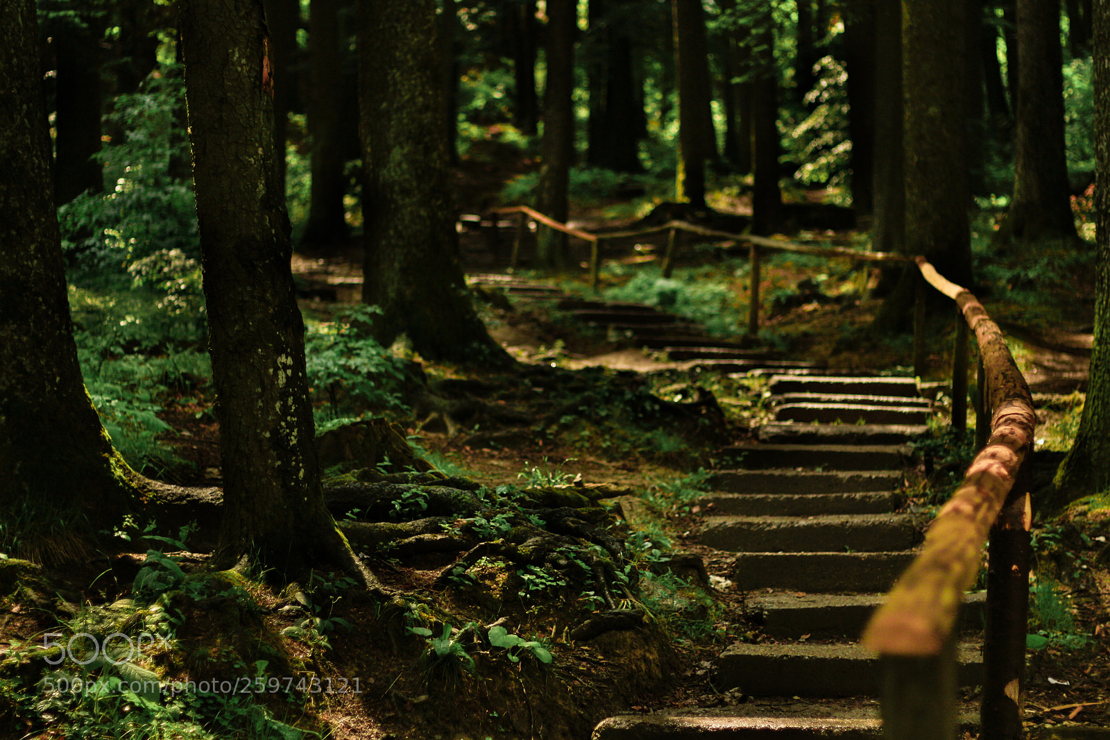 Canon EOS 700D (EOS Rebel T5i / EOS Kiss X7i) sample photo. Stairs to forest photography