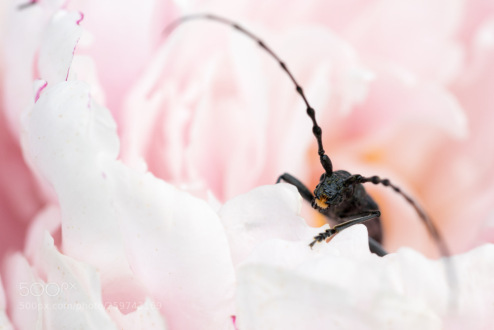 Nikon D750 sample photo. Beetle smile photography