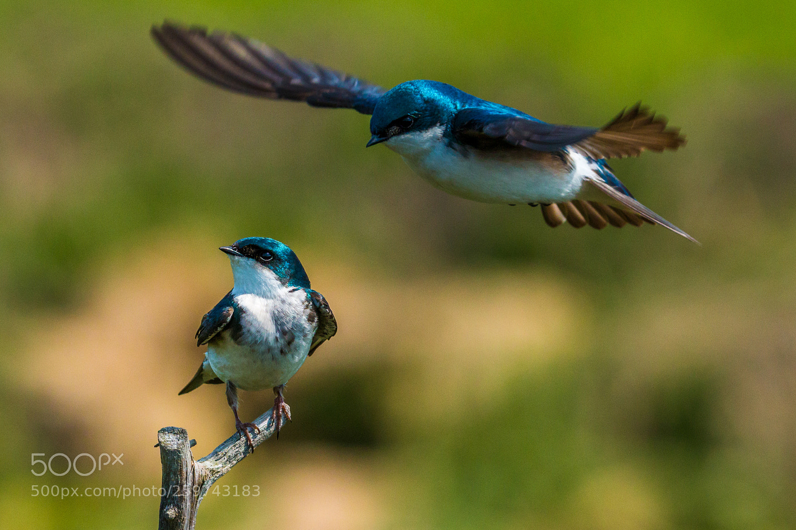 Canon EOS 70D sample photo. Perch and flight photography