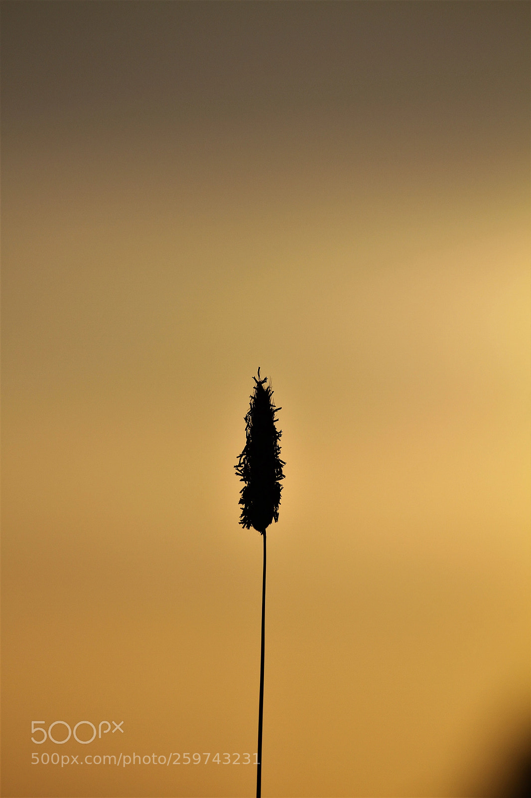 Canon EOS 7D sample photo. Img photography