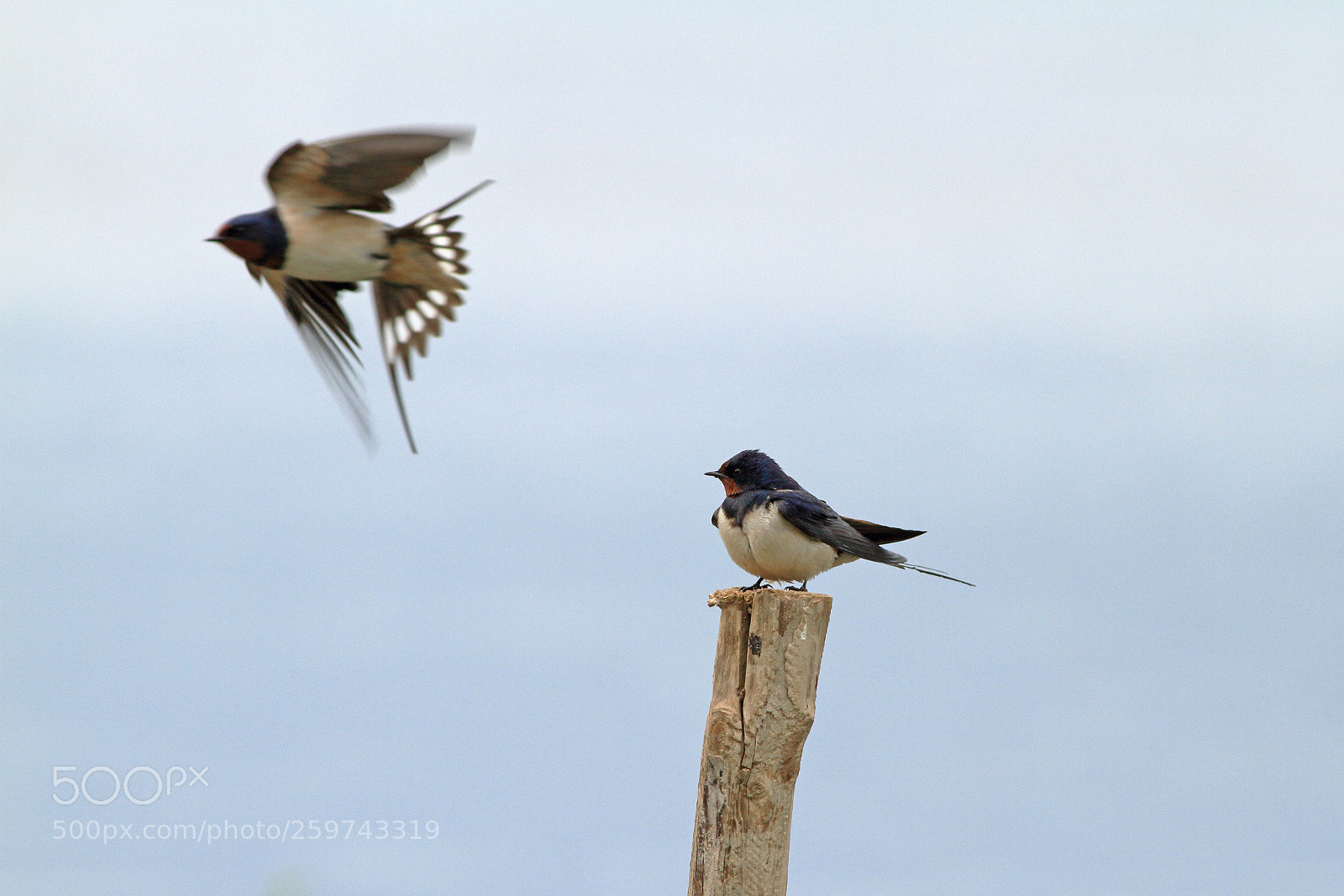 Canon EOS 7D sample photo. Where are you flying? photography