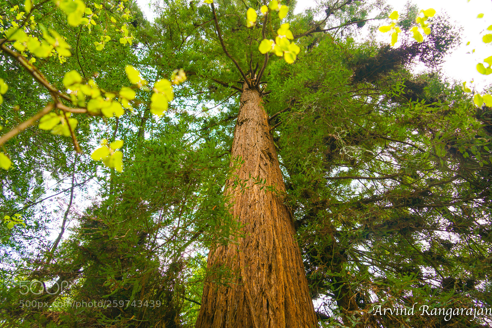 Sony a7R II sample photo. Muir woods photography
