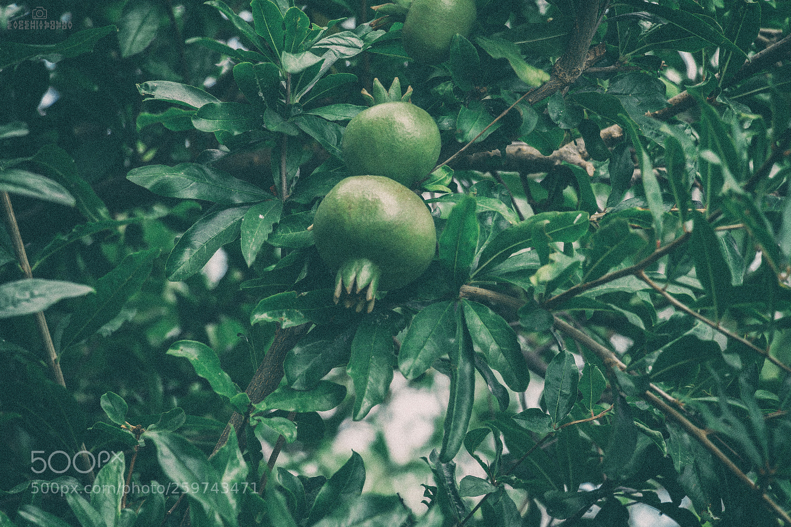 Canon EOS 70D sample photo. Pomegranate photography