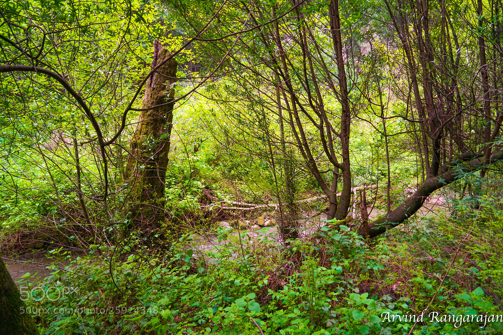 Sony a7R II sample photo. Muir woods photography
