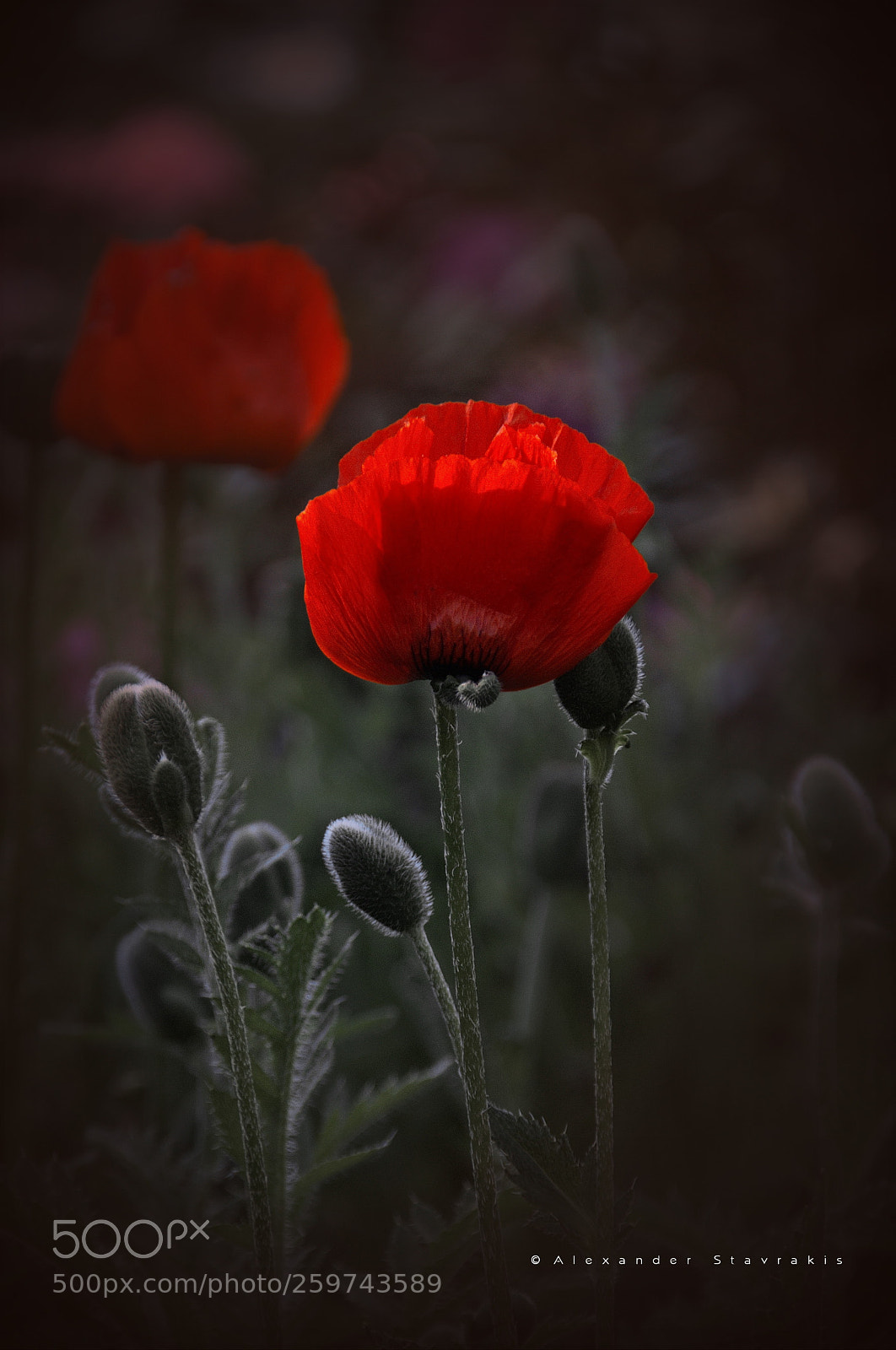 Nikon D3100 sample photo. ..poppy photography