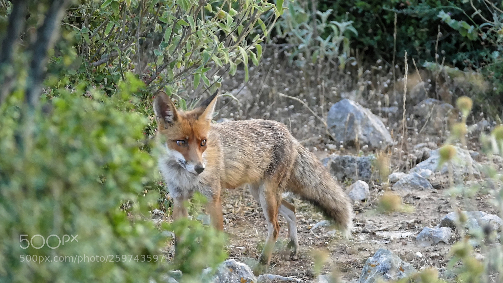 Panasonic Lumix DMC-FZ1000 sample photo. Hungry fox photography