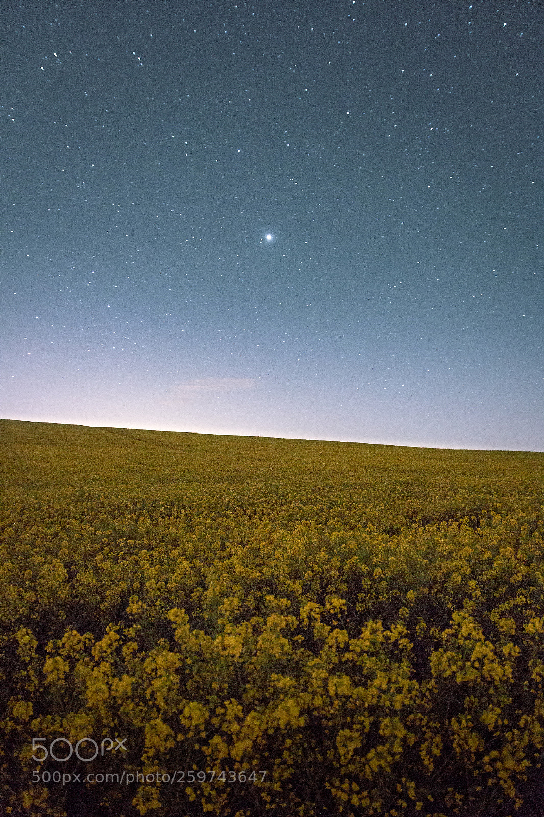 Canon EOS 70D sample photo. Fields of yellow, stars photography