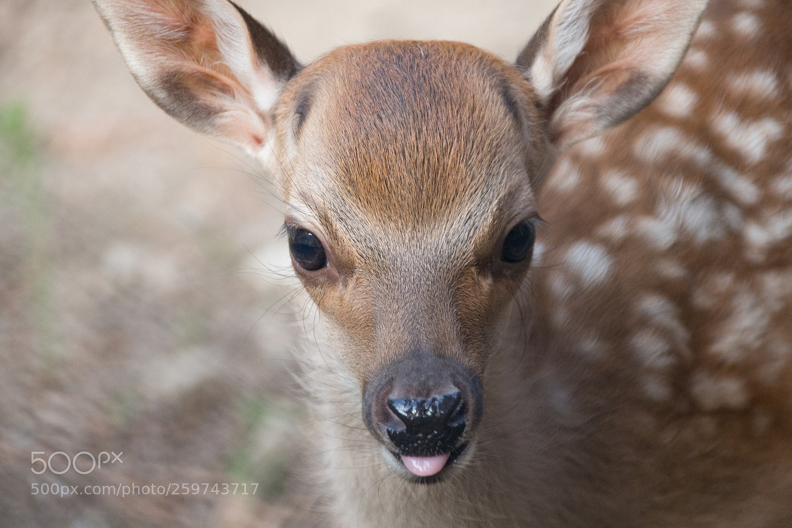 Canon EOS 650D (EOS Rebel T4i / EOS Kiss X6i) sample photo. Cheeky fawn photography