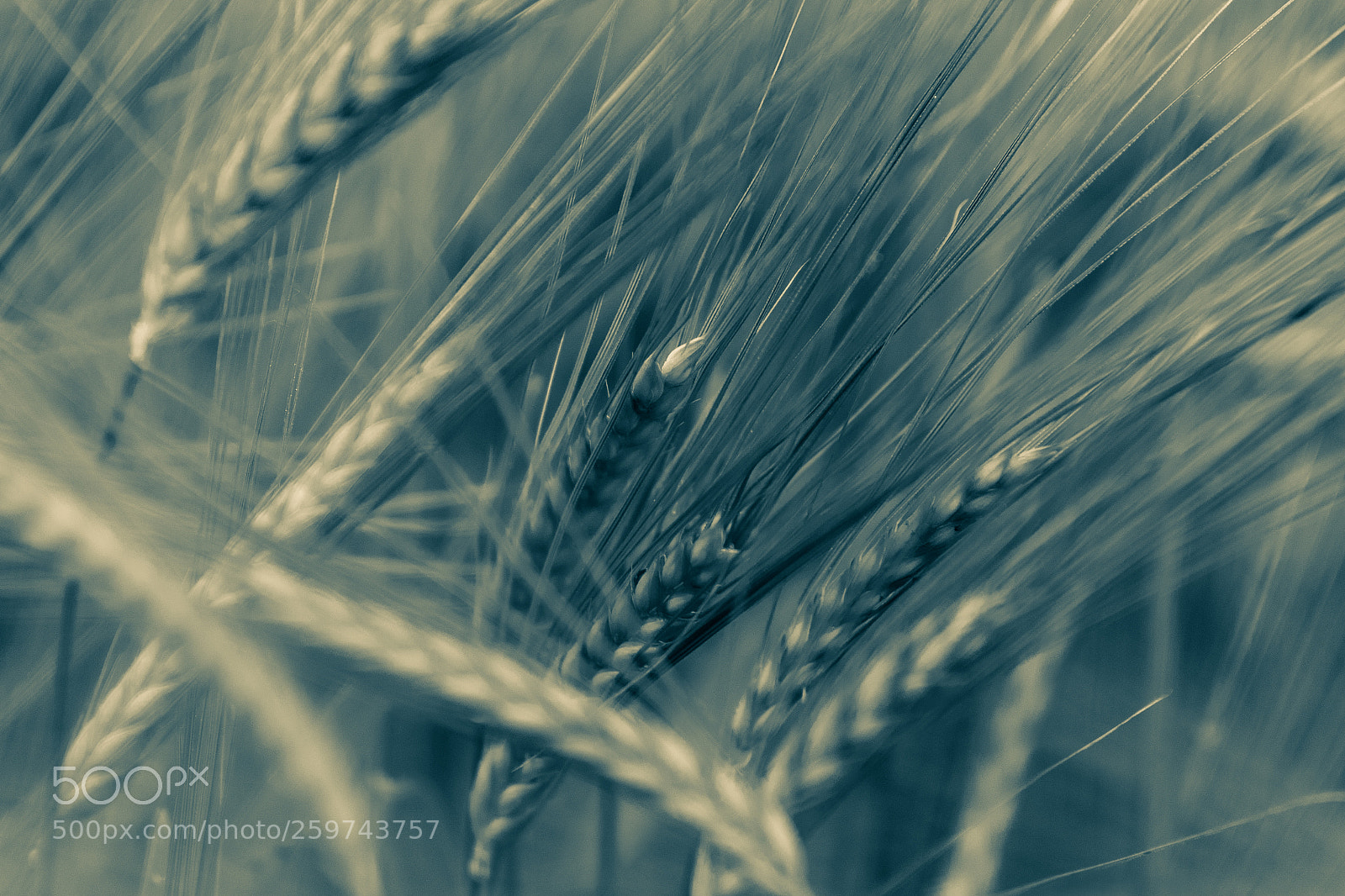 Nikon D810 sample photo. Grain waves iii photography