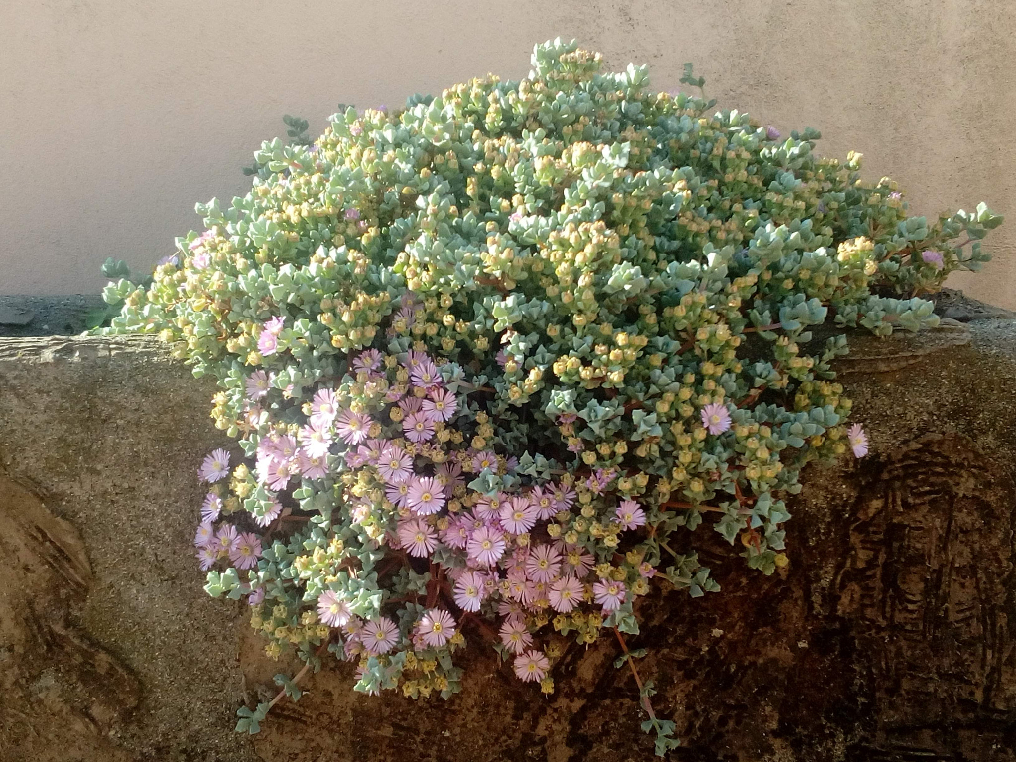 HUAWEI Y5II sample photo