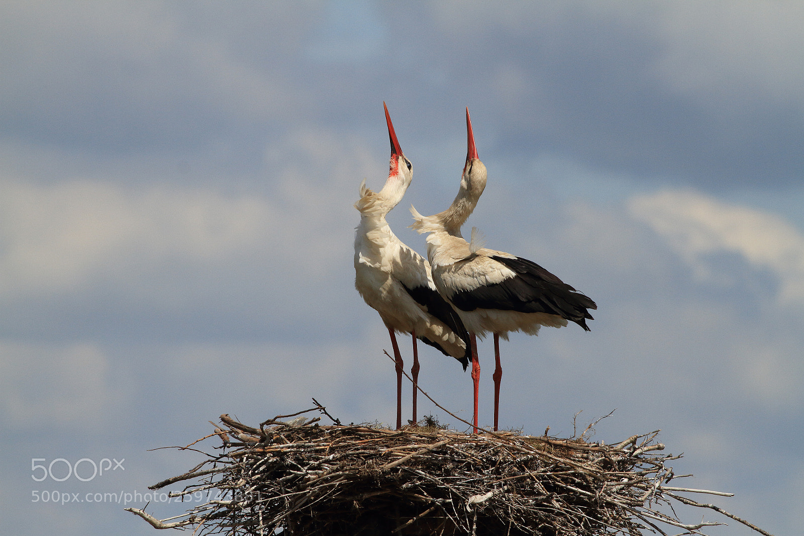 Canon EOS 7D sample photo. Dancing on the nest photography