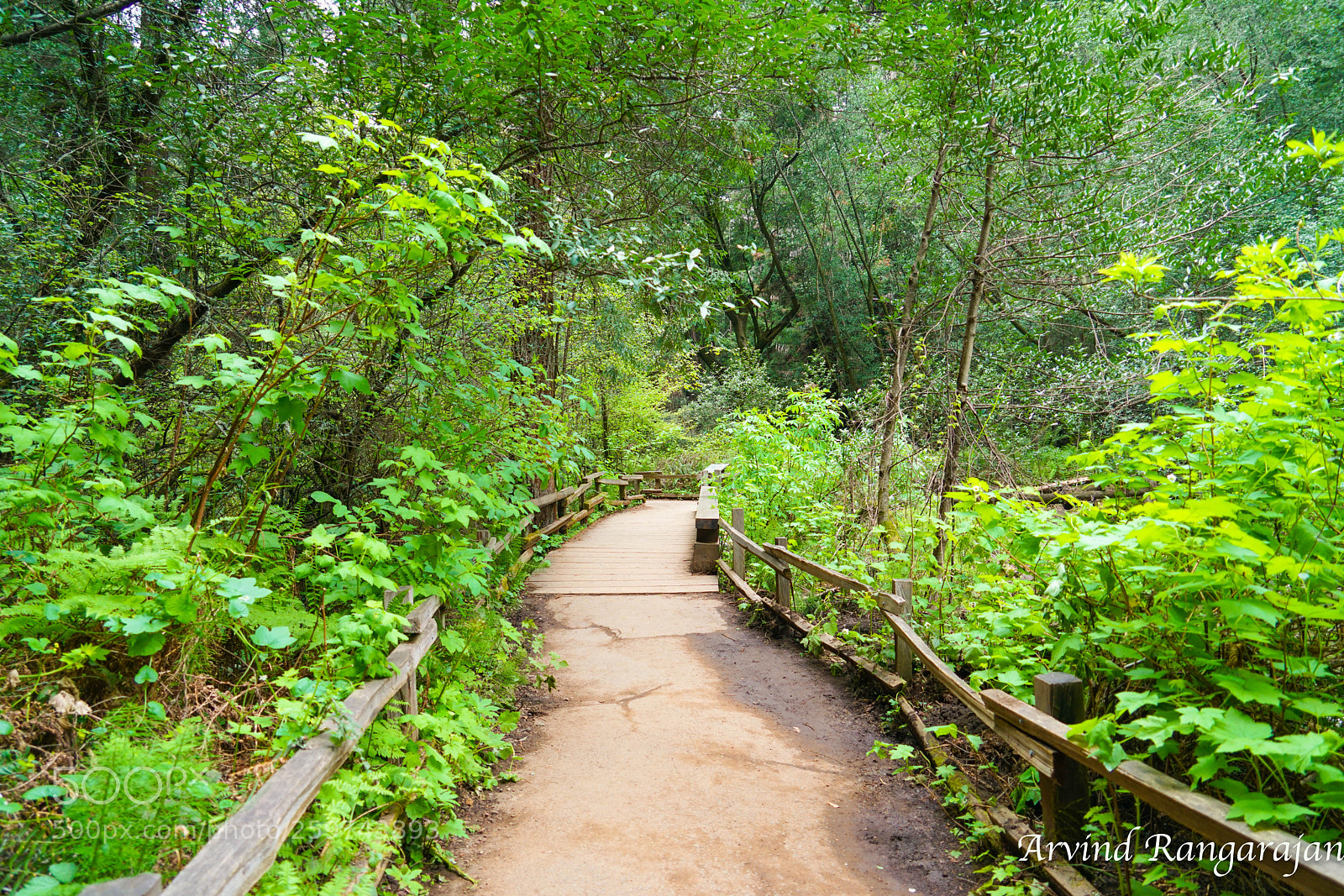Sony a7R II sample photo. Muir woods photography