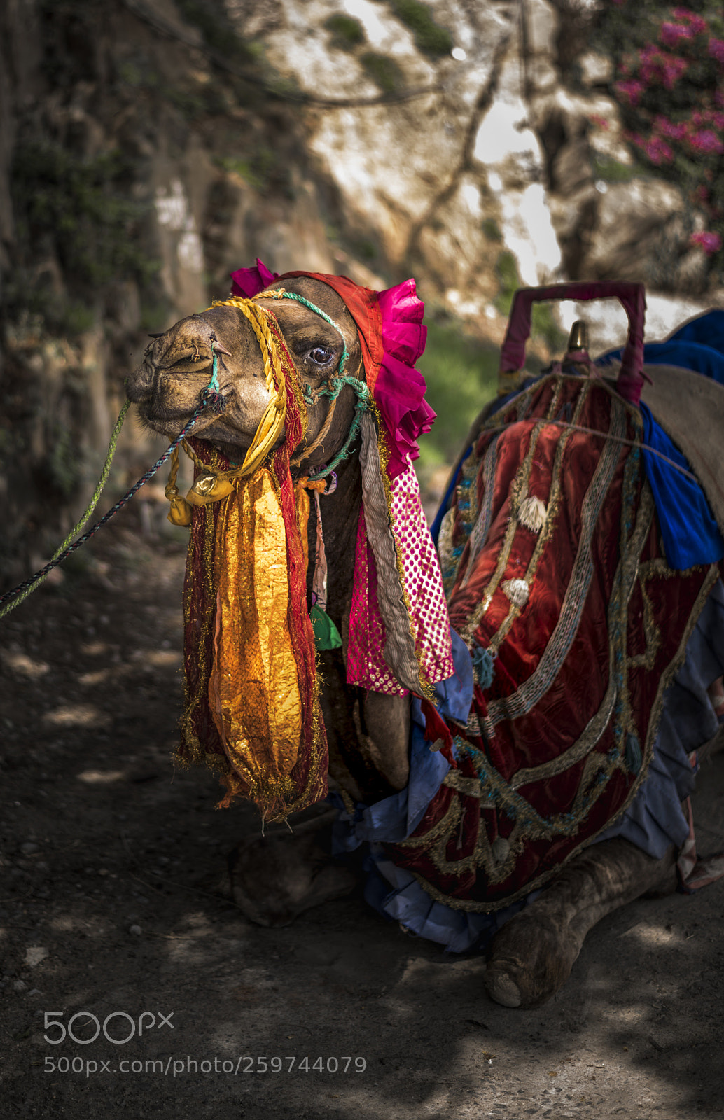 Nikon D810 sample photo. Happy camel photography