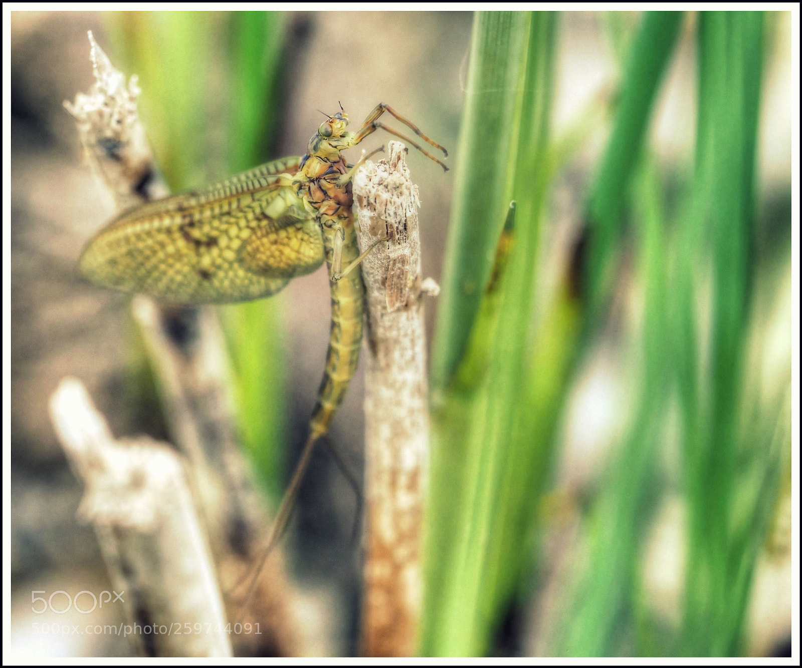 Olympus OM-D E-M1 Mark II sample photo. S c h a photography