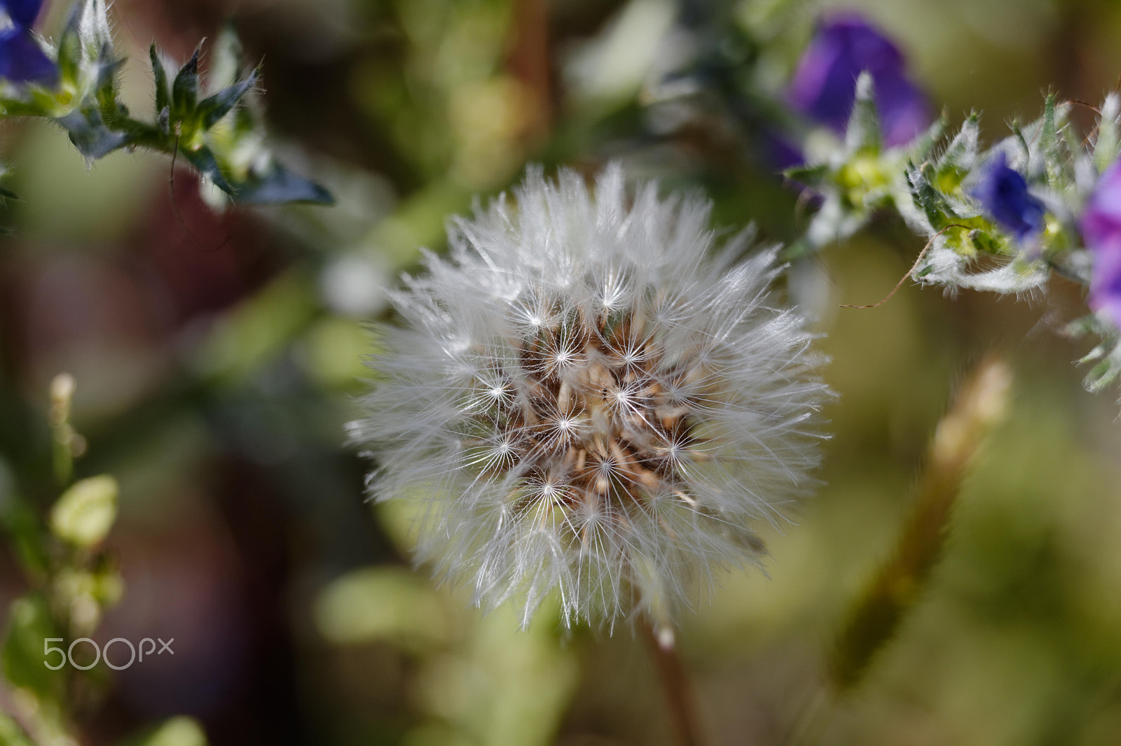 Canon EF 70-200mm F4L USM sample photo. Dandelion iii photography