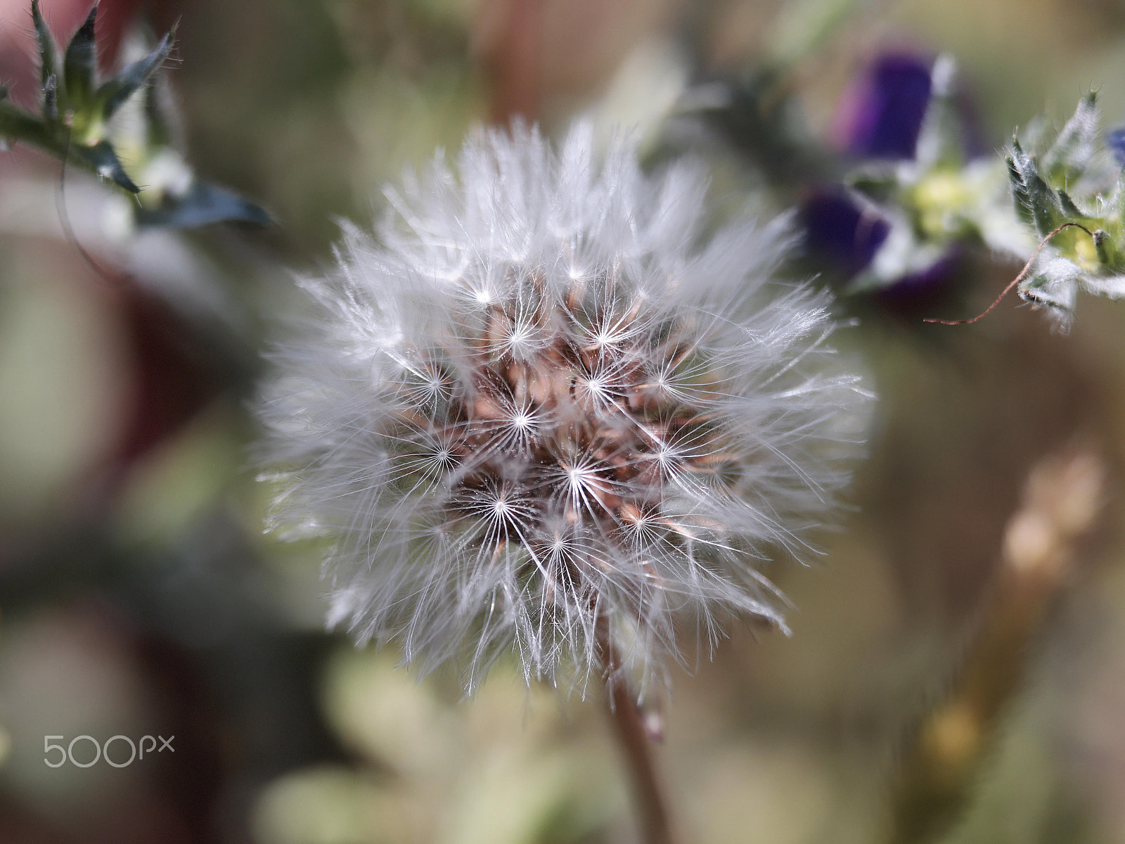 Canon EF 70-200mm F4L USM sample photo. Dandelion ii photography