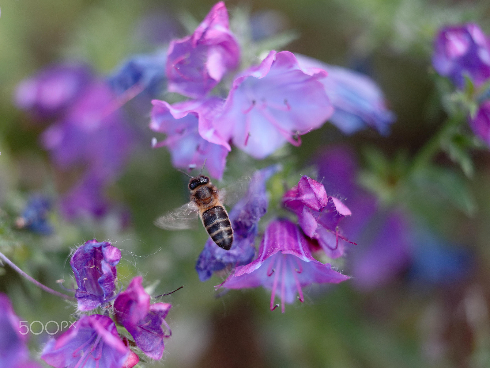 Canon EF 70-200mm F4L USM sample photo. Bee photography