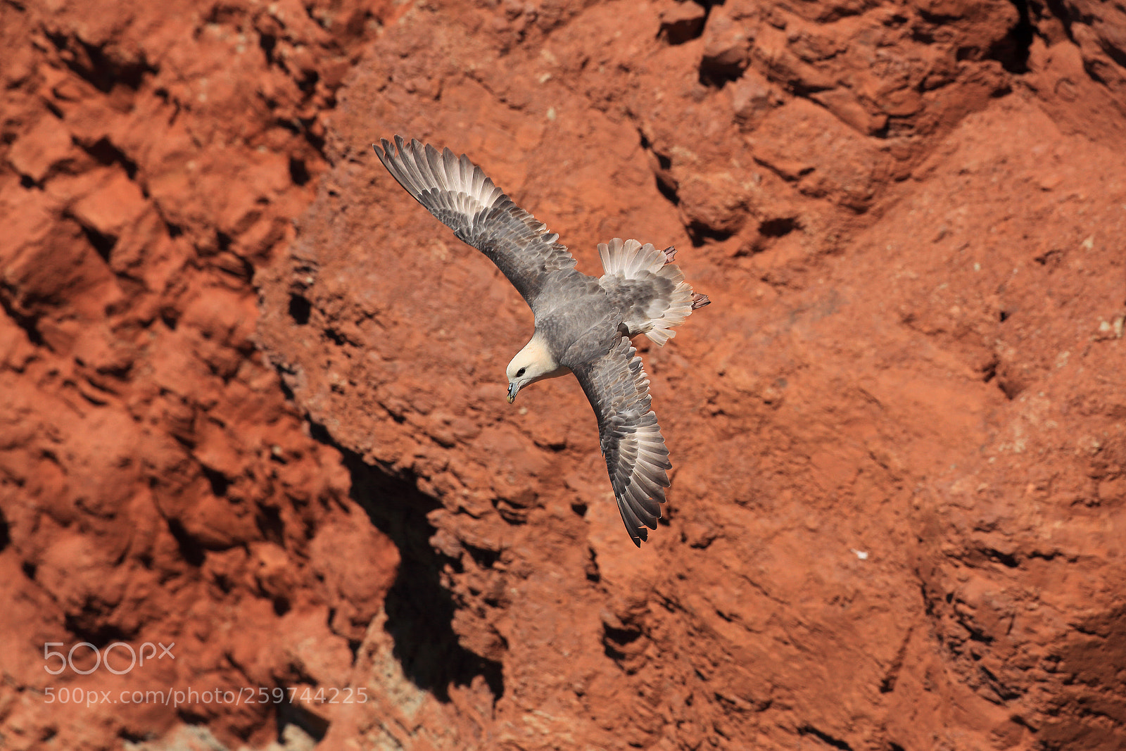 Canon EOS 5D Mark II sample photo. Fulmar over the cliffs photography