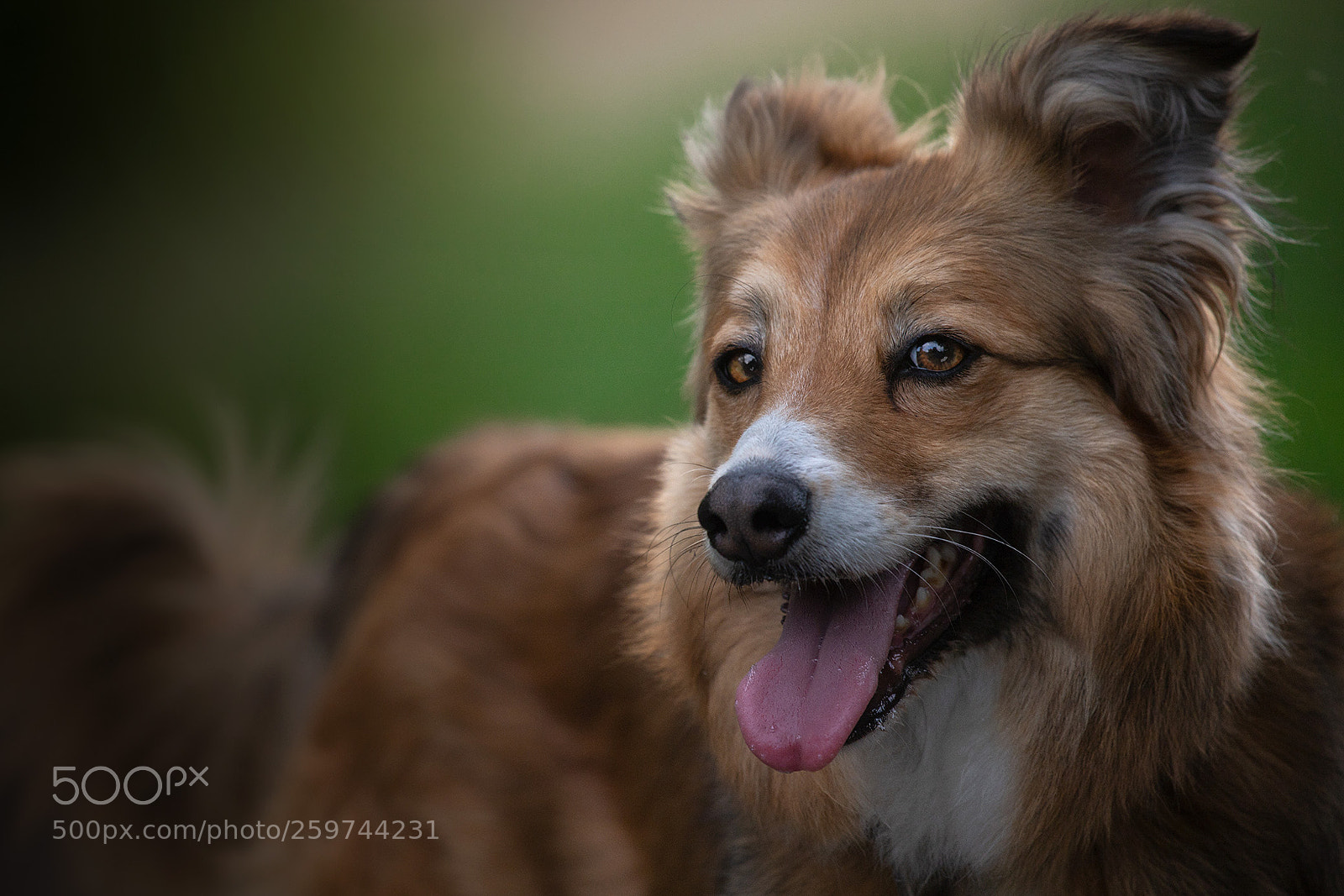 Canon EOS 6D Mark II sample photo. Walk with maya photography