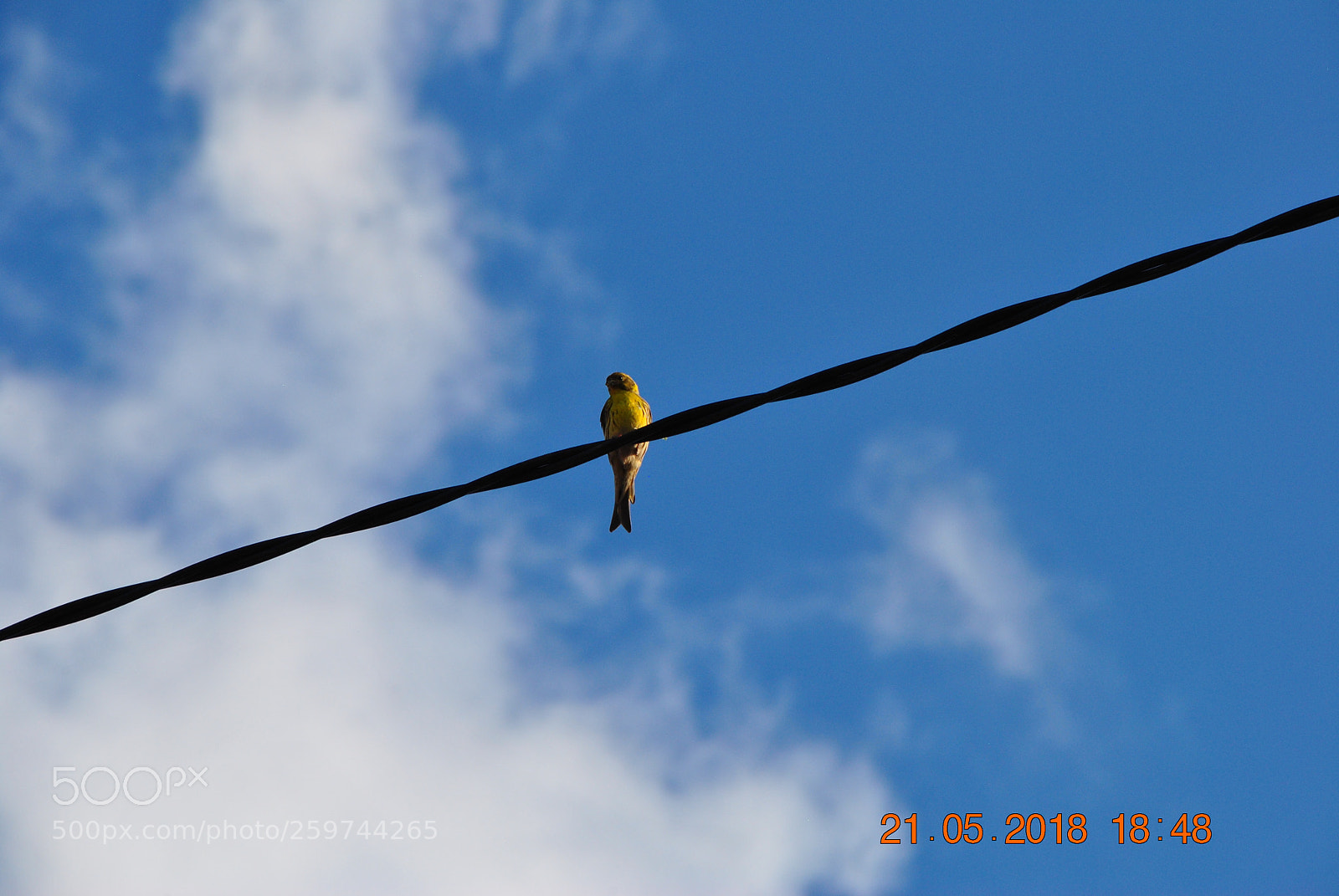 Nikon D3000 sample photo. Bird photography