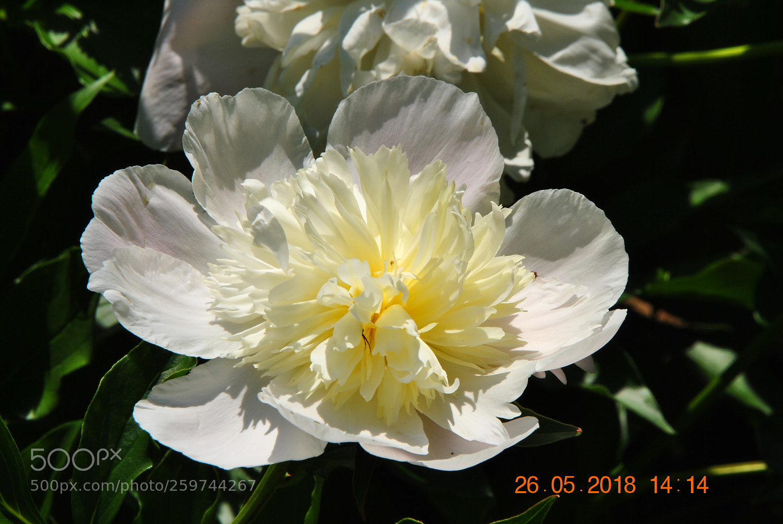 Nikon D3000 sample photo. Macro photography