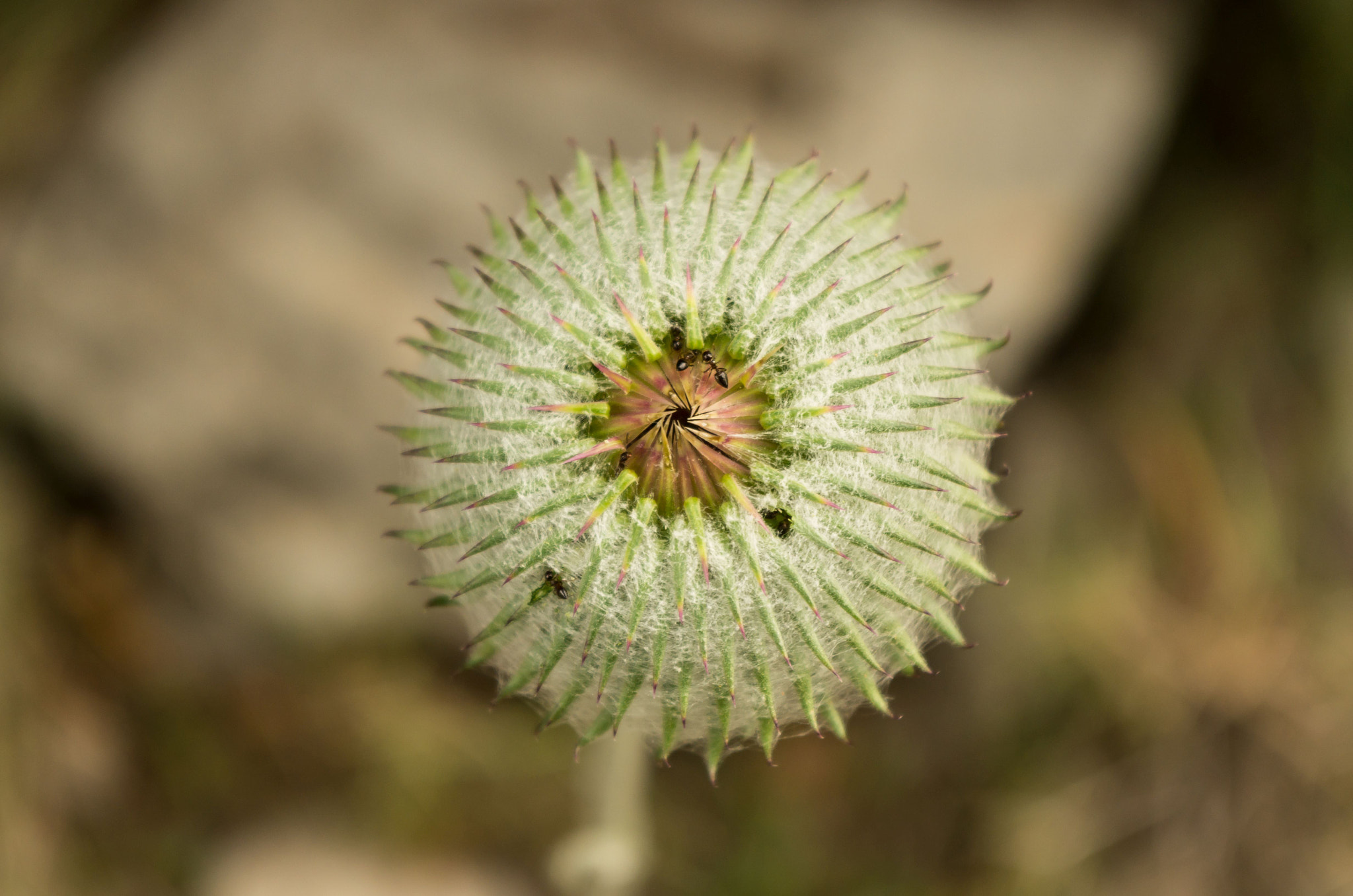 Pentax K-5 II sample photo. Prickly photography